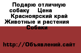 Подарю отличную собаку  › Цена ­ 100 - Красноярский край Животные и растения » Собаки   